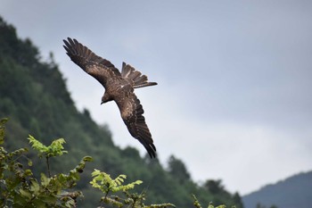 Black Kite 京都府  Sat, 9/24/2022