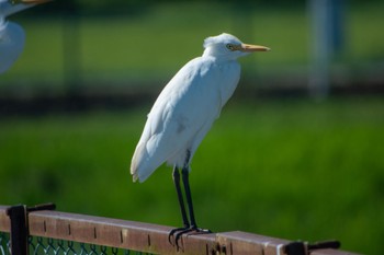 Eastern Cattle Egret 静岡県 Sat, 9/24/2022