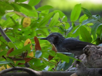 2022年9月24日(土) 服部緑地の野鳥観察記録