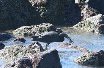 クロサギ 伊良湖岬 撮影日未設定