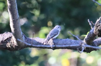 2022年9月24日(土) 庄内緑地公園の野鳥観察記録