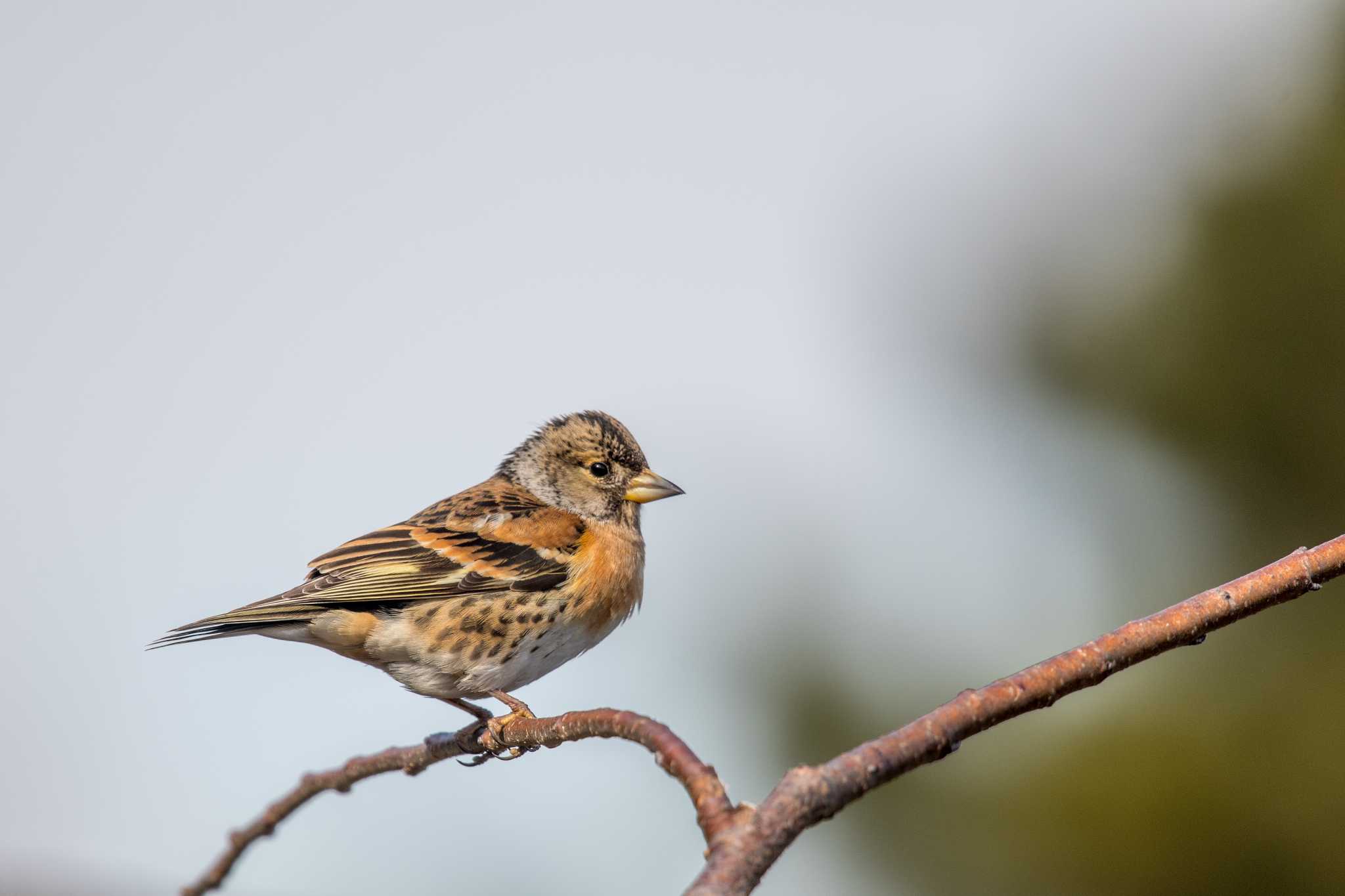 Photo of Brambling at Akashi Park by ときのたまお