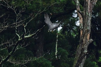 ハヤブサ 青葉山公園 2022年9月24日(土)