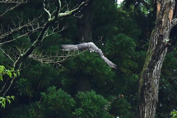 ハヤブサ 青葉山公園 2022年9月24日(土)