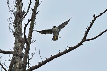 ハヤブサ 青葉山公園 2022年9月24日(土)