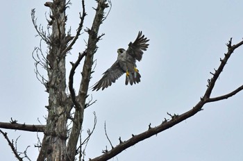 ハヤブサ 青葉山公園 2022年9月24日(土)