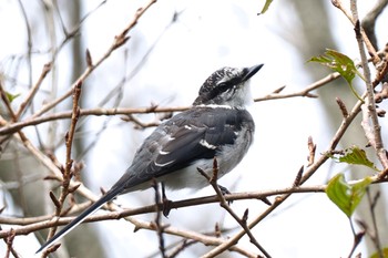 2022年9月22日(木) 権現山(弘法山公園)の野鳥観察記録