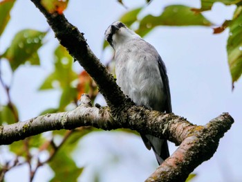 2022年9月22日(木) 権現山(弘法山公園)の野鳥観察記録