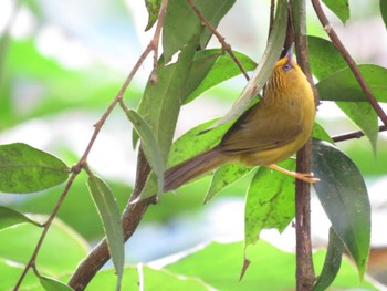 Golden Babbler