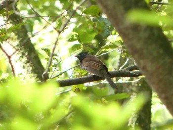 Black Paradise Flycatcher Osaka castle park Sun, 9/25/2022