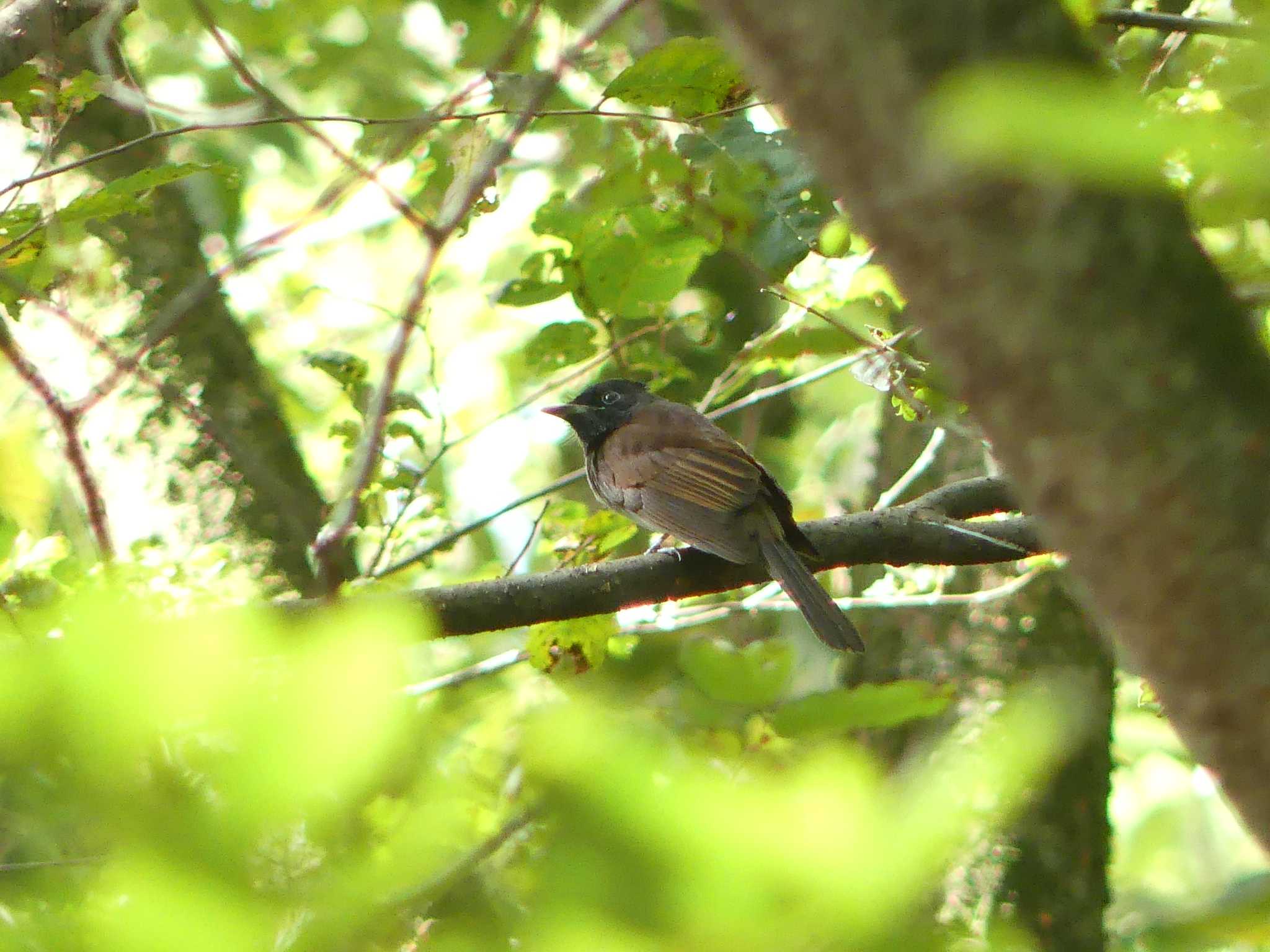 Black Paradise Flycatcher