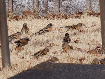 Fri, 1/27/2017 Birding report at Showa Kinen Park