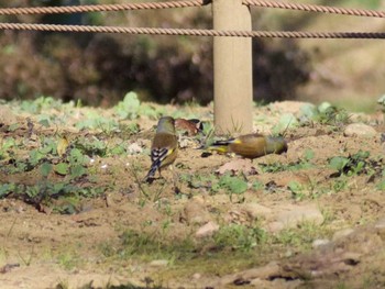 Grey-capped Greenfinch Showa Kinen Park Fri, 1/27/2017