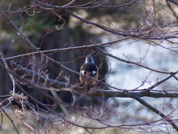 Daurian Redstart Showa Kinen Park Fri, 1/27/2017