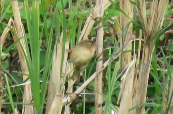 ハシブトオオヨシキリ ドイインタノン 撮影日未設定