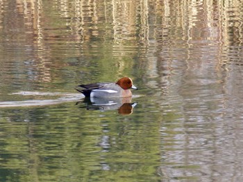 Eurasian Wigeon Showa Kinen Park Fri, 1/27/2017