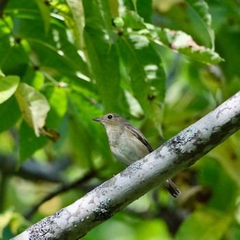 Narcissus Flycatcher Nishioka Park Sun, 9/25/2022