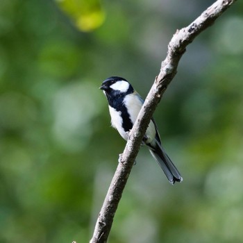 Japanese Tit Nishioka Park Sun, 9/25/2022