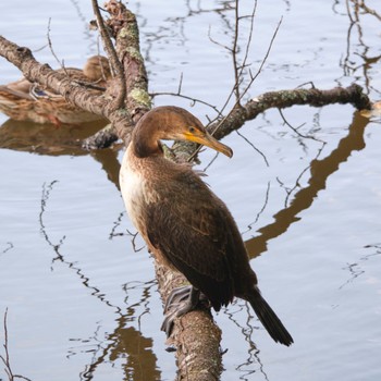 Japanese Cormorant Nishioka Park Sun, 9/25/2022