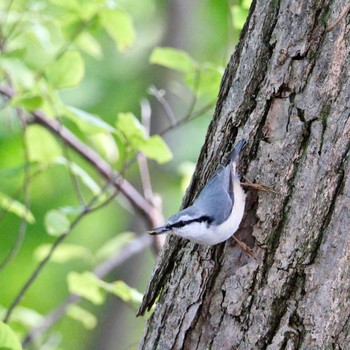 Eurasian Nuthatch Nishioka Park Sun, 9/25/2022