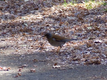 Pale Thrush Showa Kinen Park Fri, 1/27/2017