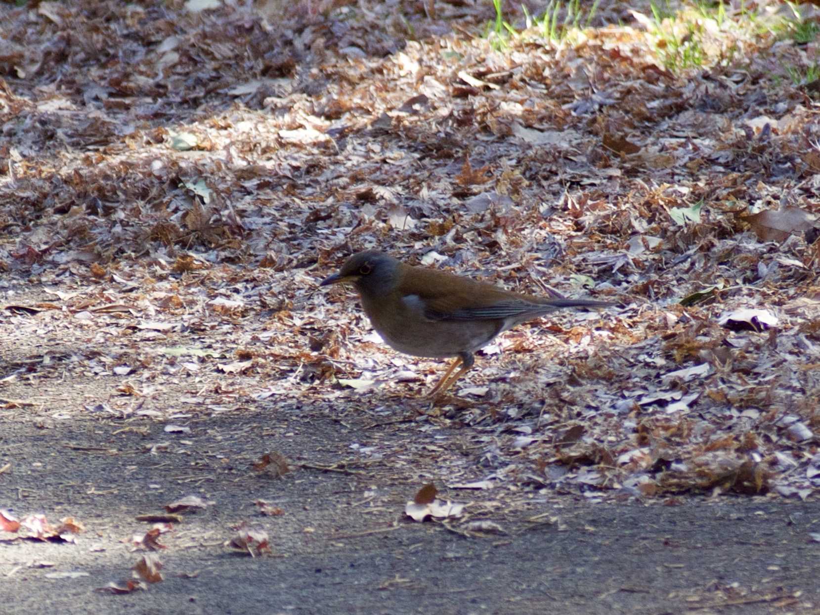 Photo of Pale Thrush at Showa Kinen Park by 七色一味