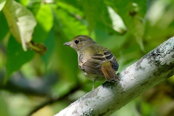 Narcissus Flycatcher Nishioka Park Sun, 9/25/2022