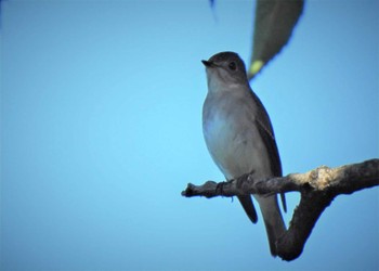 2022年9月25日(日) 東京港野鳥公園の野鳥観察記録