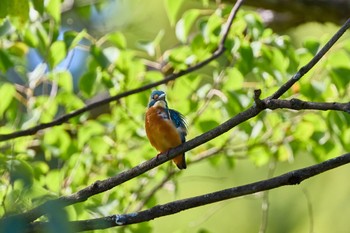 カワセミ 千里南公園 2022年9月25日(日)