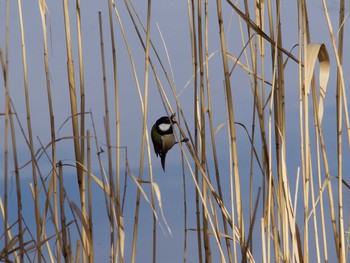 Japanese Tit Showa Kinen Park Fri, 1/27/2017