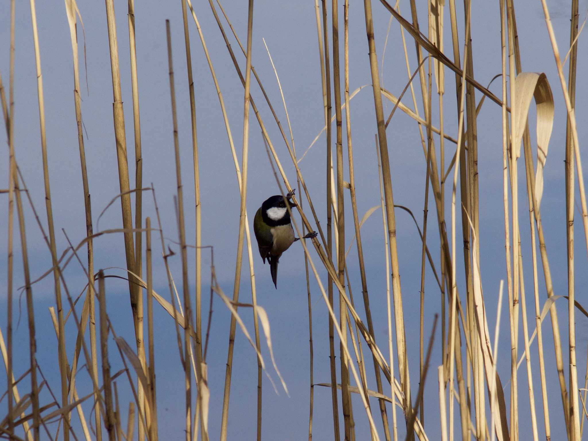 Photo of Japanese Tit at Showa Kinen Park by 七色一味