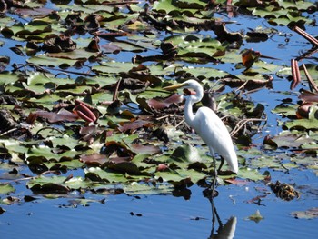 ダイサギ 平城第4号近隣公園 2022年9月25日(日)