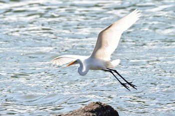 ダイサギ 東京港野鳥公園 2022年9月25日(日)