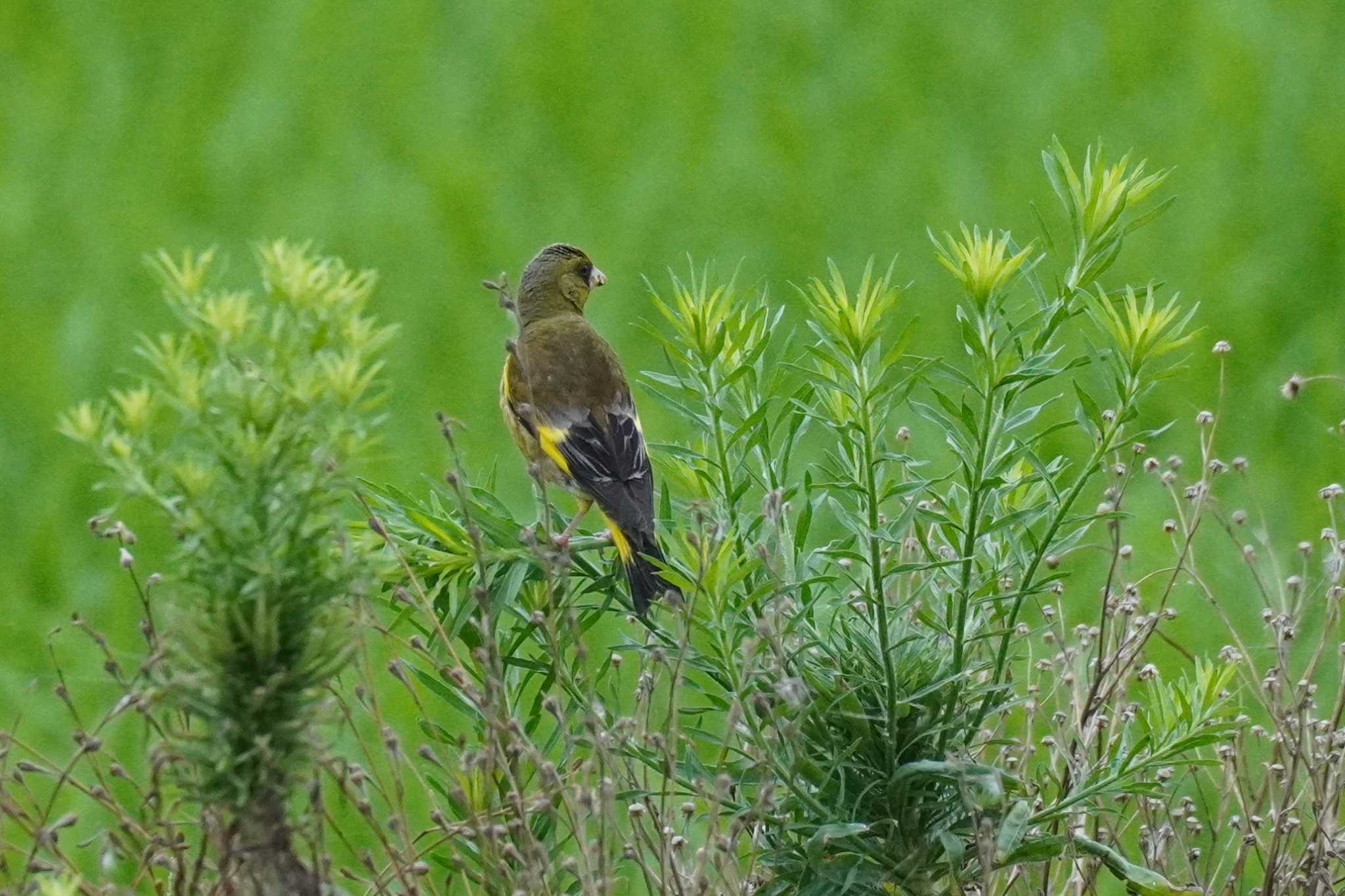 埼玉県 カワラヒワの写真 by どばと