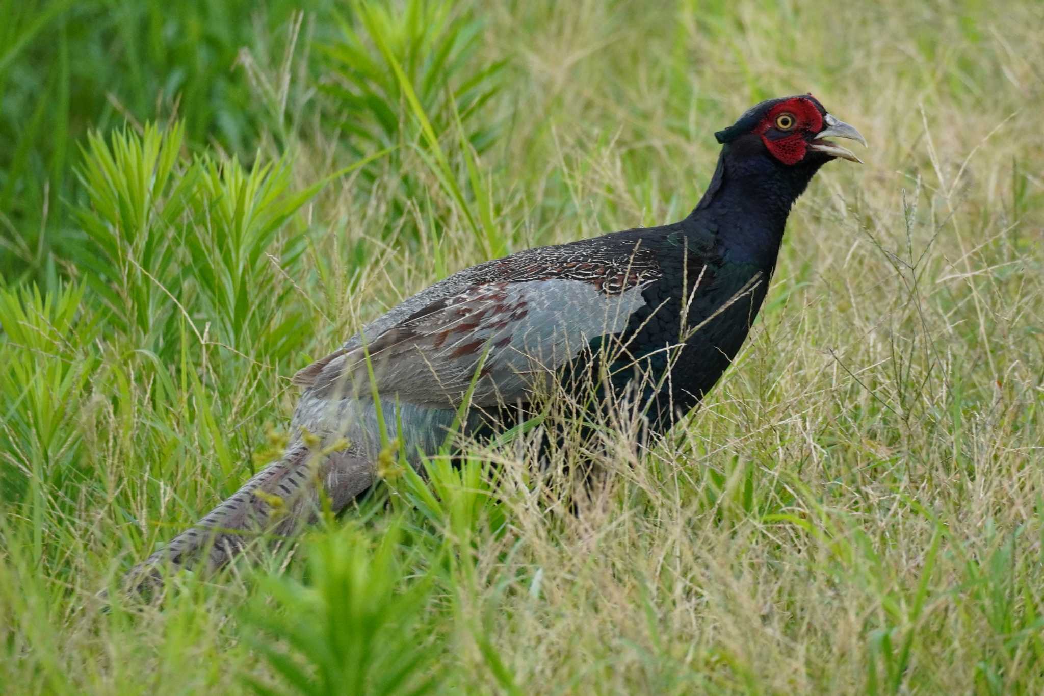 埼玉県 キジの写真 by どばと