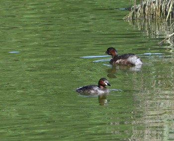 カイツブリ 東京港野鳥公園 2022年9月25日(日)