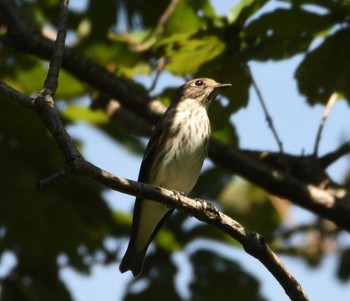 エゾビタキ 東京港野鳥公園 2022年9月25日(日)