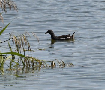 バン 東京港野鳥公園 2022年9月25日(日)