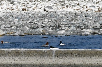 未同定 酒匂川 2018年2月4日(日)