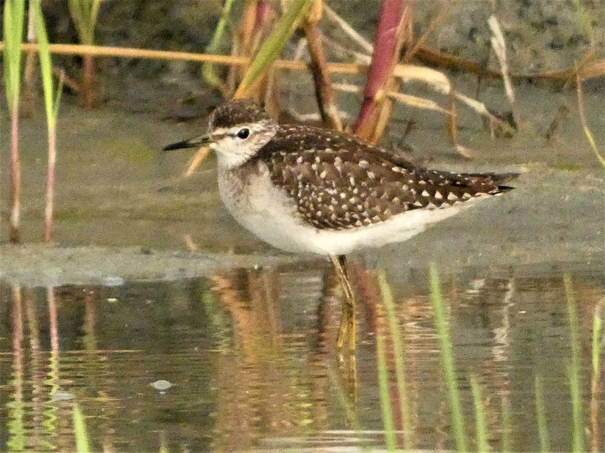 タカブシギ