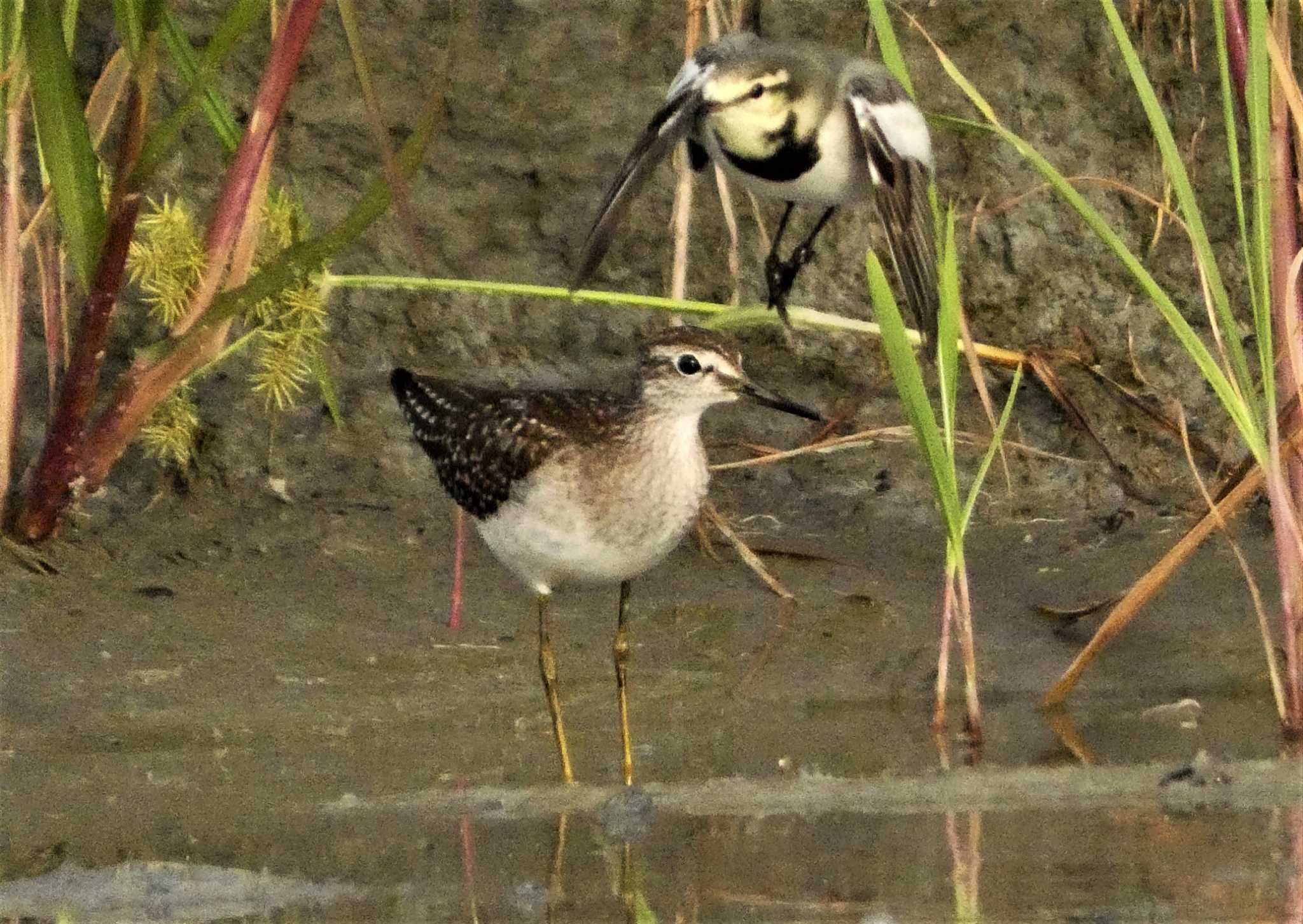 タカブシギ