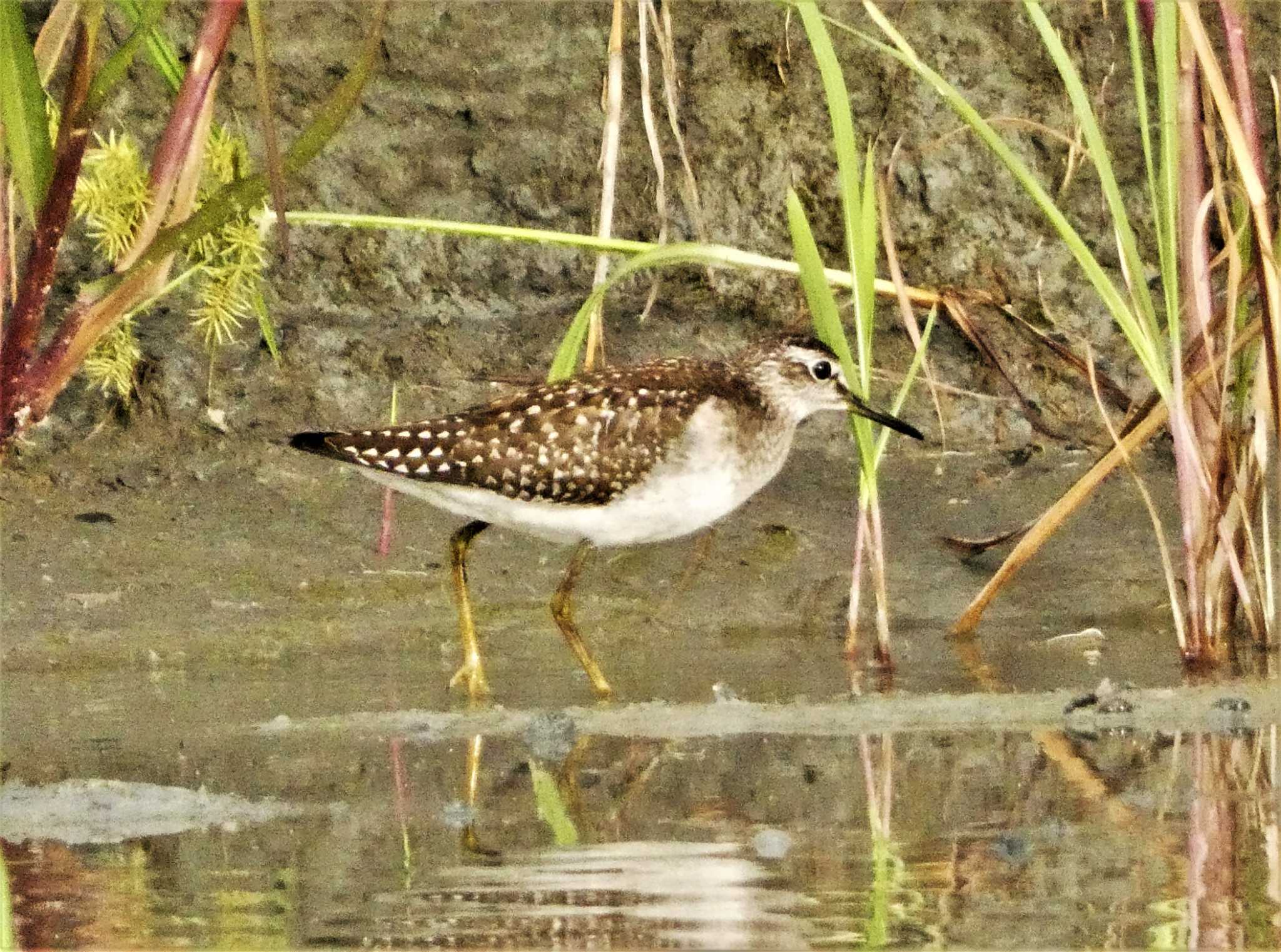 タカブシギ