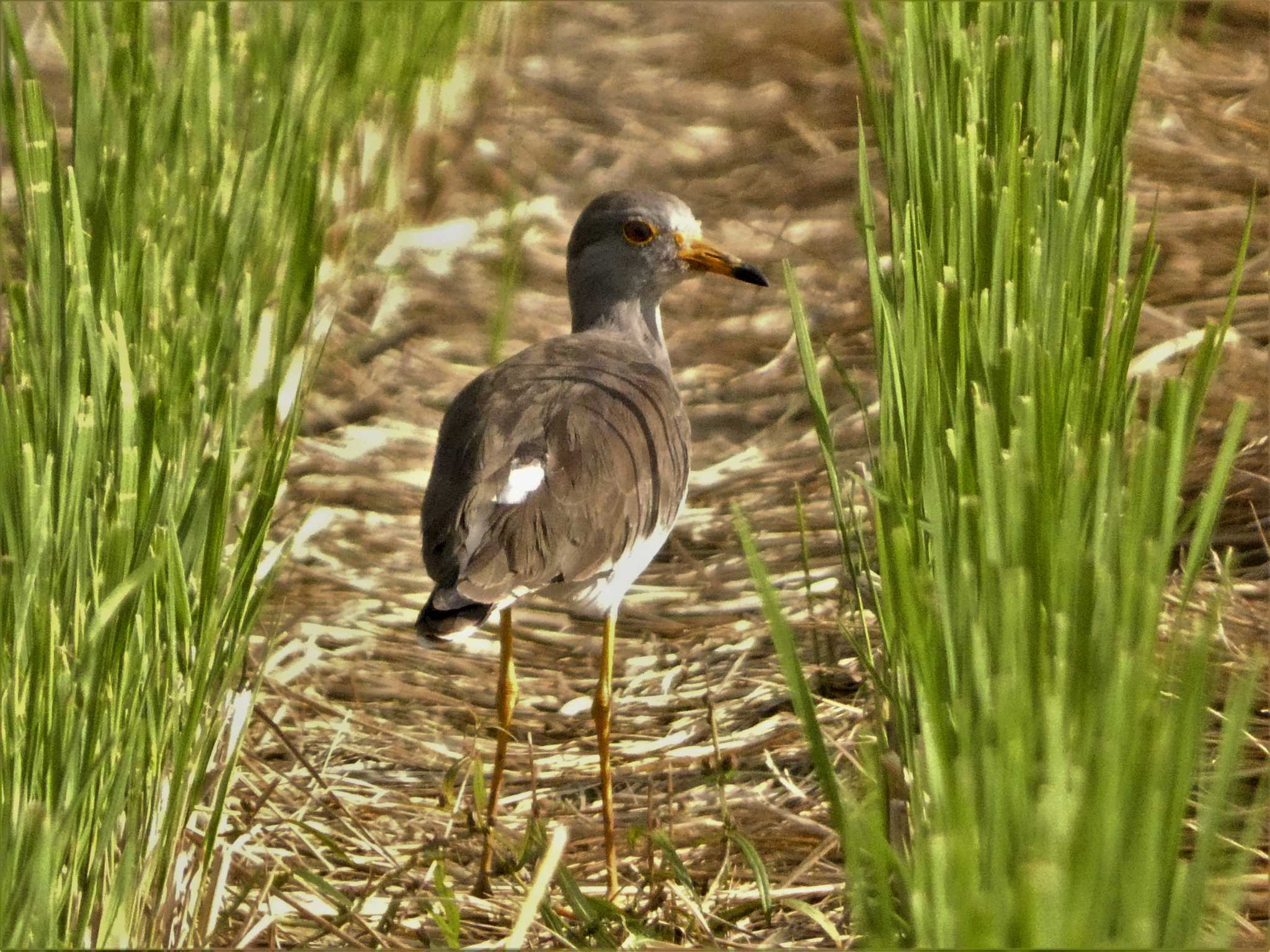 浮島ヶ原自然公園 ケリの写真 by koshi