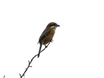 2022年9月23日(金) 多摩川トライアングルの野鳥観察記録