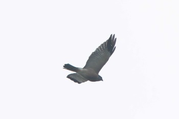 Chinese Sparrowhawk 烏帽子岳(長崎県) Fri, 9/23/2022