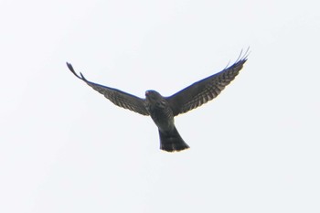 Chinese Sparrowhawk 烏帽子岳(長崎県) Fri, 9/23/2022