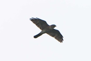 Chinese Sparrowhawk 烏帽子岳(長崎県) Fri, 9/23/2022