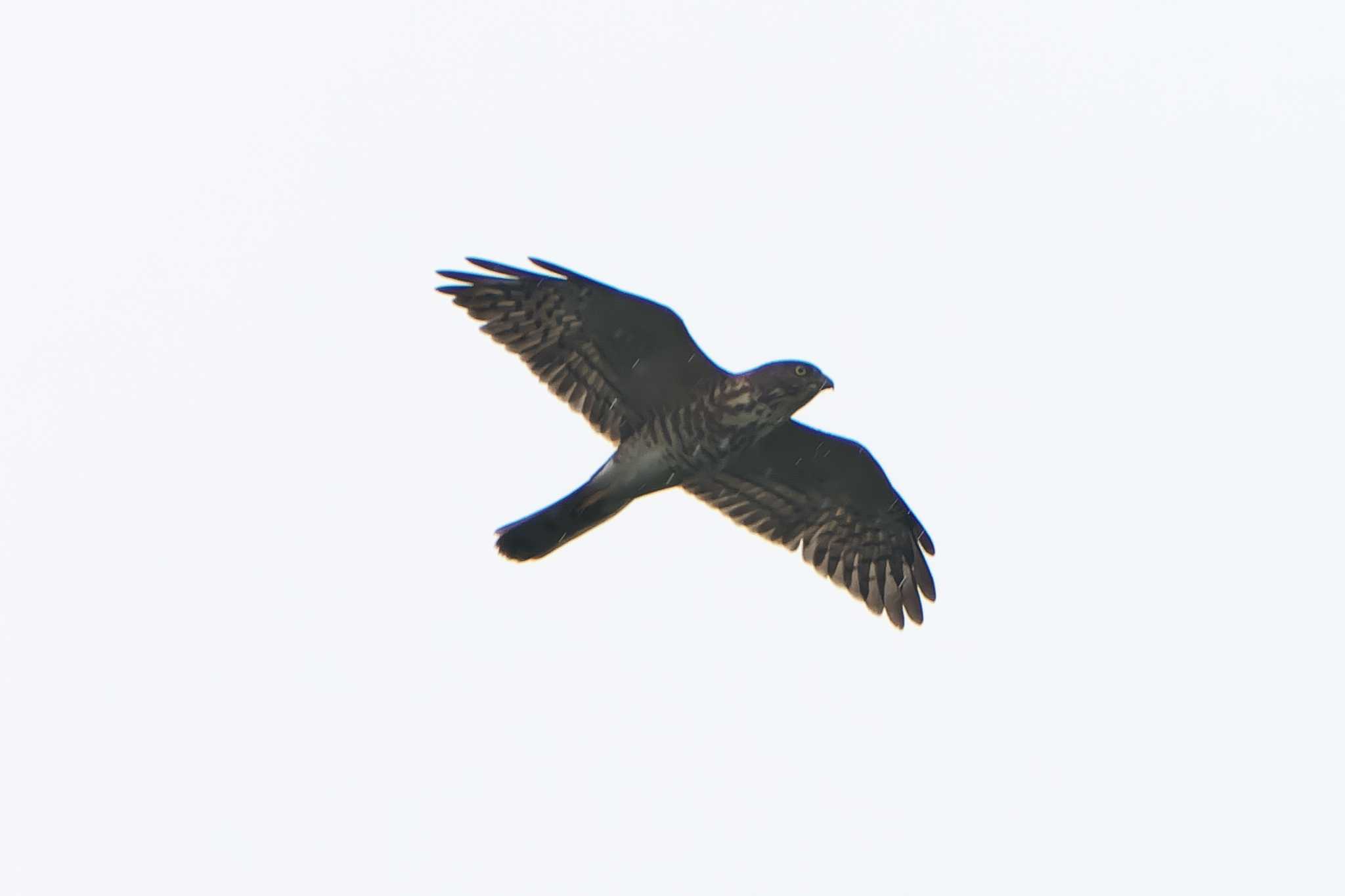 Photo of Chinese Sparrowhawk at 烏帽子岳(長崎県) by 禽好き