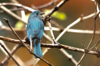 Verditer Flycatcher Shinjuku Gyoen National Garden Wed, 12/1/2021