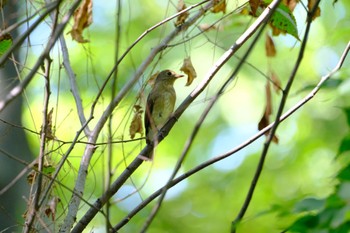 オオルリ 大阪城公園 2022年9月25日(日)